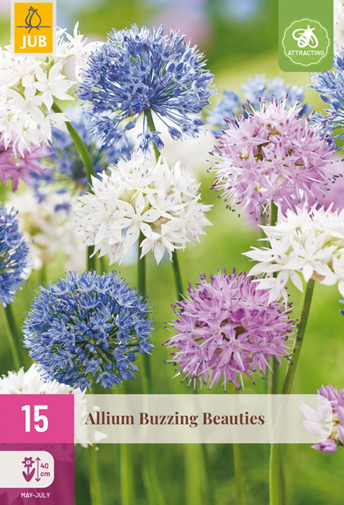 Allium Buzzing Beauties bloembol JUB 15 stuks - Jub