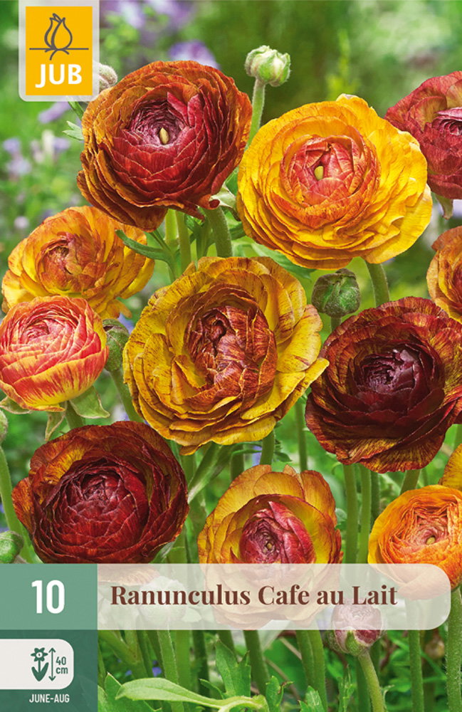 Ranunculus Cafe Au Lait bloembol JUB 10 stuks - Jub