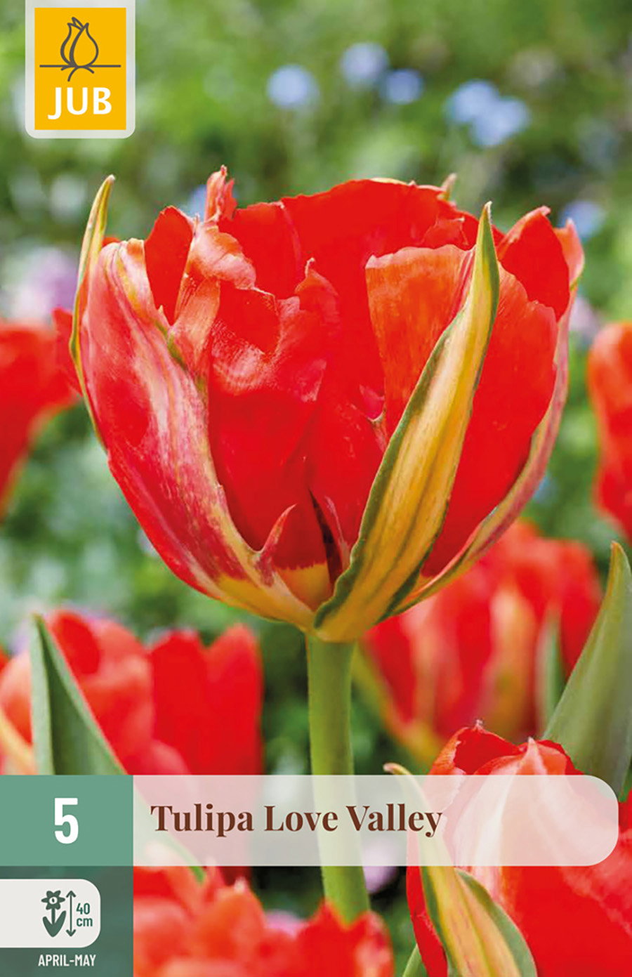 Tulipa Love Valley bloembol JUB 5 stuks - Jub