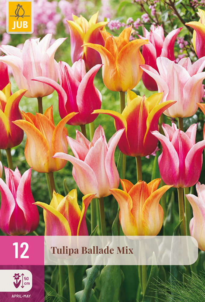 Tulipa Ballade Mix bloembol JUB 12 stuks - Jub