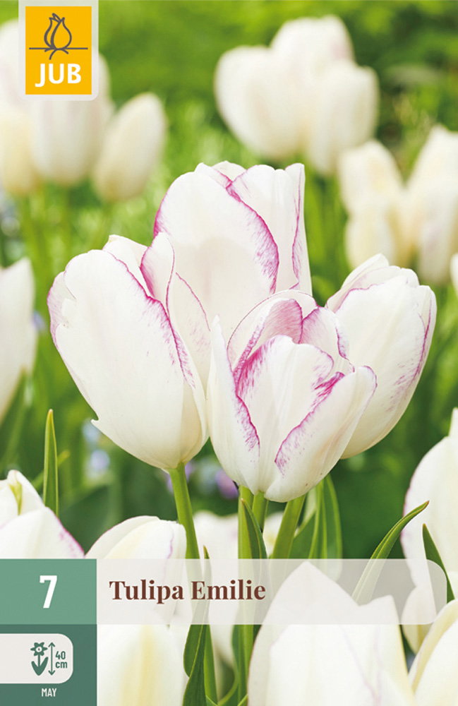 Tulipa Emilie bloembol JUB 7 stuks - Jub