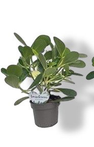 https://cdn.warentuin.nl/media/catalog/product/S/C/SCAN8720938550027_01_clusia_rosea_variagata_beautanic_lifest_a3f2.jpg