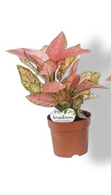 https://cdn.warentuin.nl/media/catalog/product/S/C/SCAN8720938550058_01_aglaonema_eileen_beautanic_lifestyle_74bd.jpg
