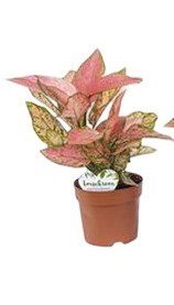 https://cdn.warentuin.nl/media/catalog/product/S/C/SCAN8720938550058_aglaonema_eileen_beautanic_lifestyle_5992.jpg