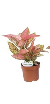 https://cdn.warentuin.nl/media/catalog/product/S/C/SCAN8720938550065_aglaonema_valentine_beautanic_lifestyle_e839.jpg