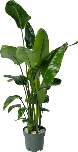 https://cdn.warentuin.nl/media/catalog/product/S/C/SCAN8720938550119_strelitzia_nicolai_5_stekken_beautanic_lif_8f85.jpg