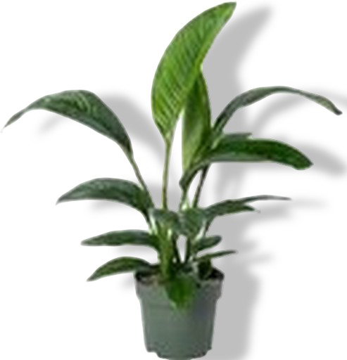 https://cdn.warentuin.nl/media/catalog/product/S/C/SCAN8720938550126_01_spathiphyllum_sensation_beautanic_lifes_0dd0.jpg