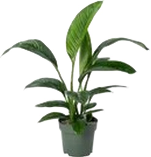 https://cdn.warentuin.nl/media/catalog/product/S/C/SCAN8720938550126_spathiphyllum_sensation_beautanic_lifestyl_85a4.jpg