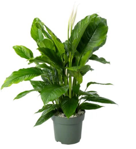 https://cdn.warentuin.nl/media/catalog/product/S/C/SCAN8720938550133_lepelplant_spathiphyllum_sweet_sebastiano__c570.jpg