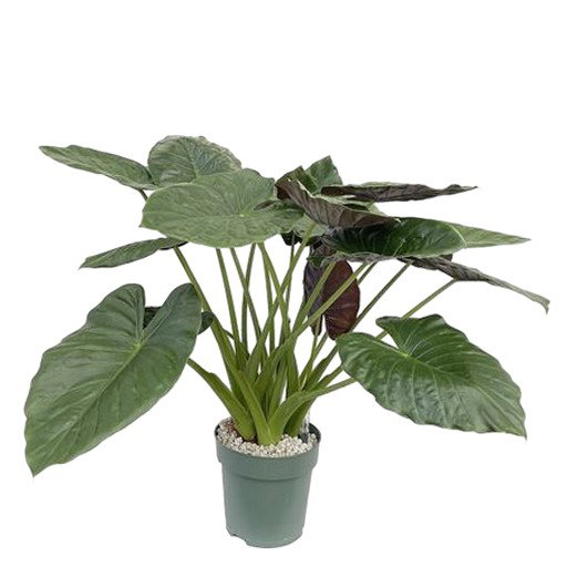 https://cdn.warentuin.nl/media/catalog/product/S/C/SCAN8720938550140_alocasia_wentii_beautanic_lifestyle_ef8f.jpg