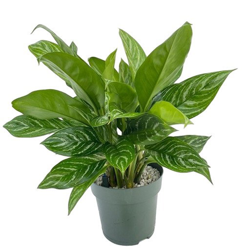 https://cdn.warentuin.nl/media/catalog/product/S/C/SCAN8720938550256_aglaonema_stripes_beautanic_lifestyle_f413.jpg