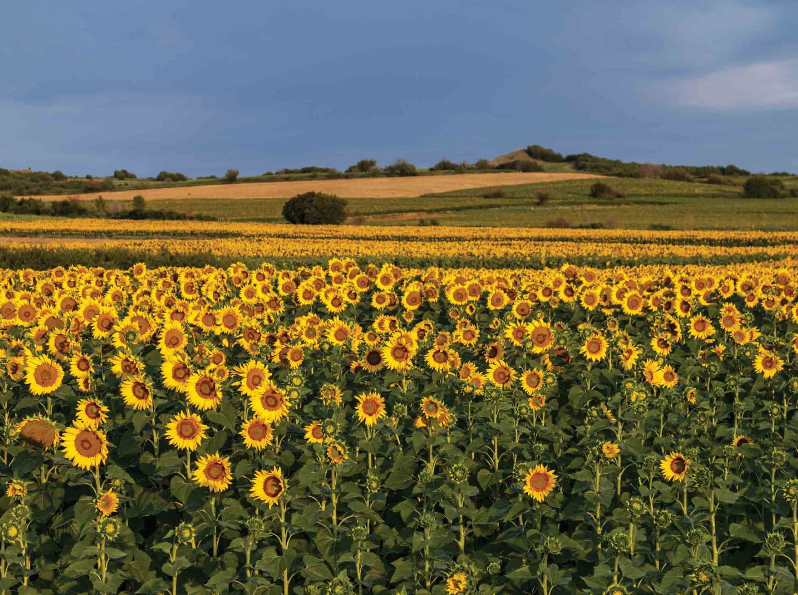 Customize it Tuinschilderij zonneblmn veld 70x50 - 