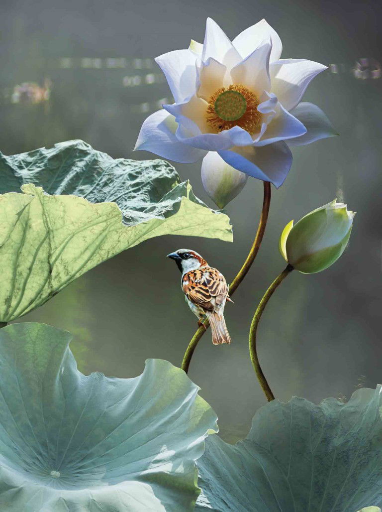 https://cdn.warentuin.nl/media/catalog/product/S/C/SCAN8720966700159_lotus_mus_50x70cm_tuinschilderij_customize_it_73e2.jpg