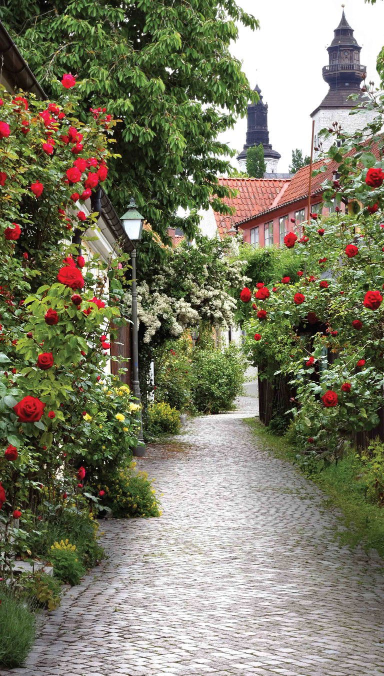 Alley Roses 70x130cm Tuinschilderij Customize it