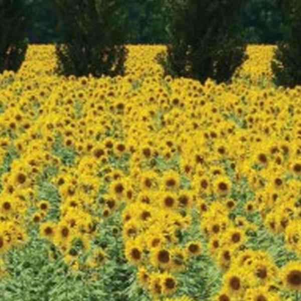 https://cdn.warentuin.nl/media/catalog/product/S/C/SCAN8720966700302_01_tuindoek_raam_zonnebloemen_210x140cm_customize_it_f2e7.jpg