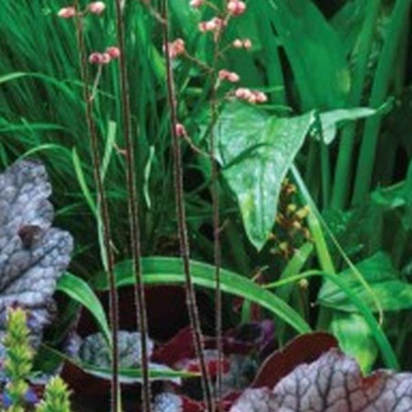 https://cdn.warentuin.nl/media/catalog/product/S/C/SCAN8720966700326_01_tuindoek_bloemenmix_210x140cm_customize_it_9e7e.jpg