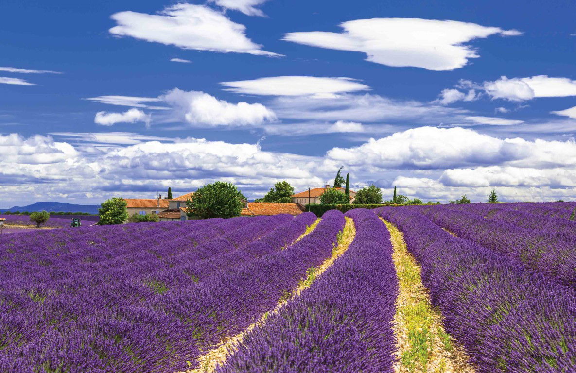 https://cdn.warentuin.nl/media/catalog/product/S/C/SCAN8720966700418_lavendel_140x90cm_tuindoek_customize_it_bc8a.jpg