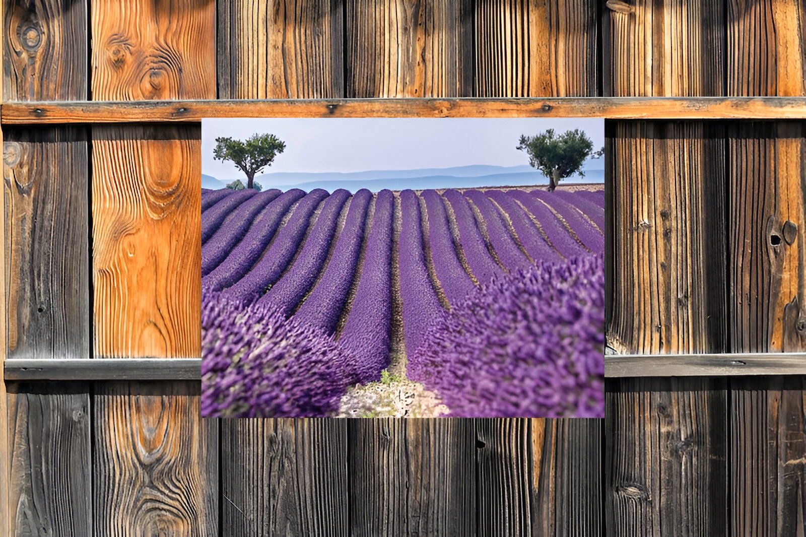 https://cdn.warentuin.nl/media/catalog/product/S/C/SCAN8720966700791_01_customize_it_tuinschilderijen_lavendelveld_7_7e47.jpg