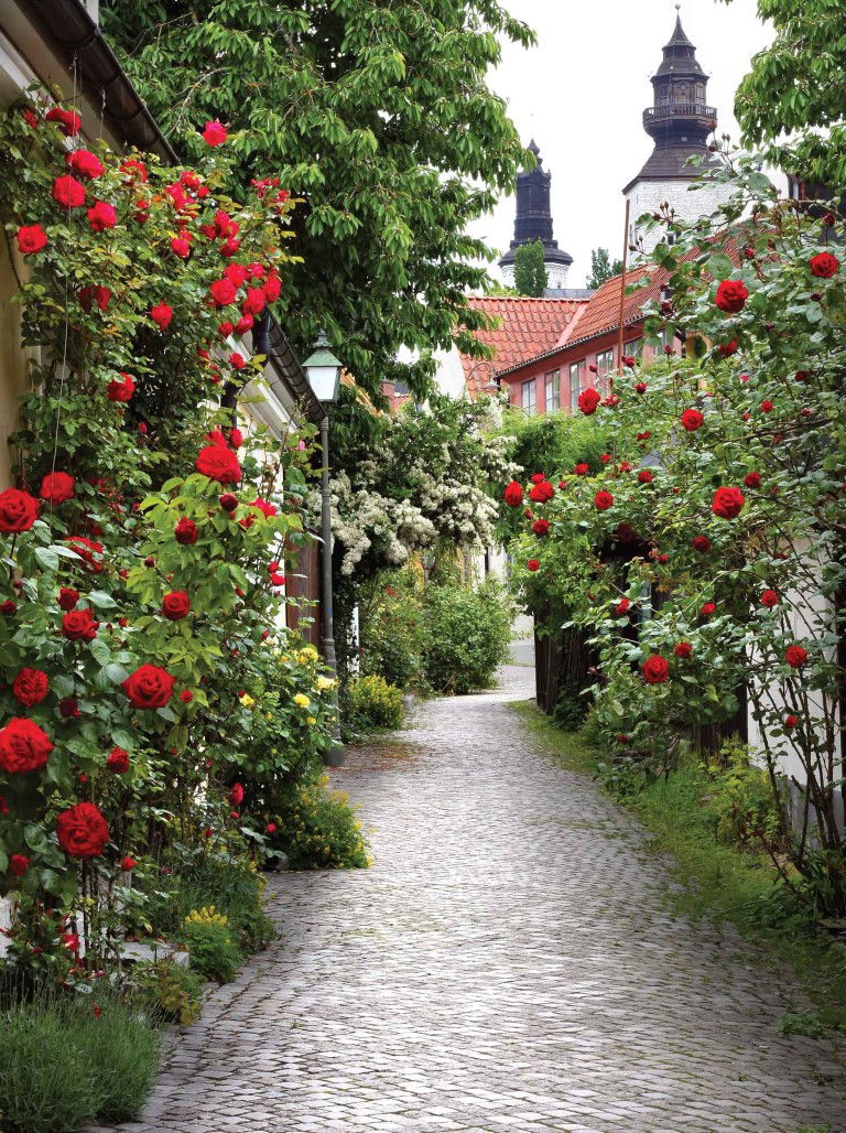 https://cdn.warentuin.nl/media/catalog/product/S/C/SCAN8720966701316_alley_roses_50x70cm_tuinschilderij_customize_it_6f5d.jpg
