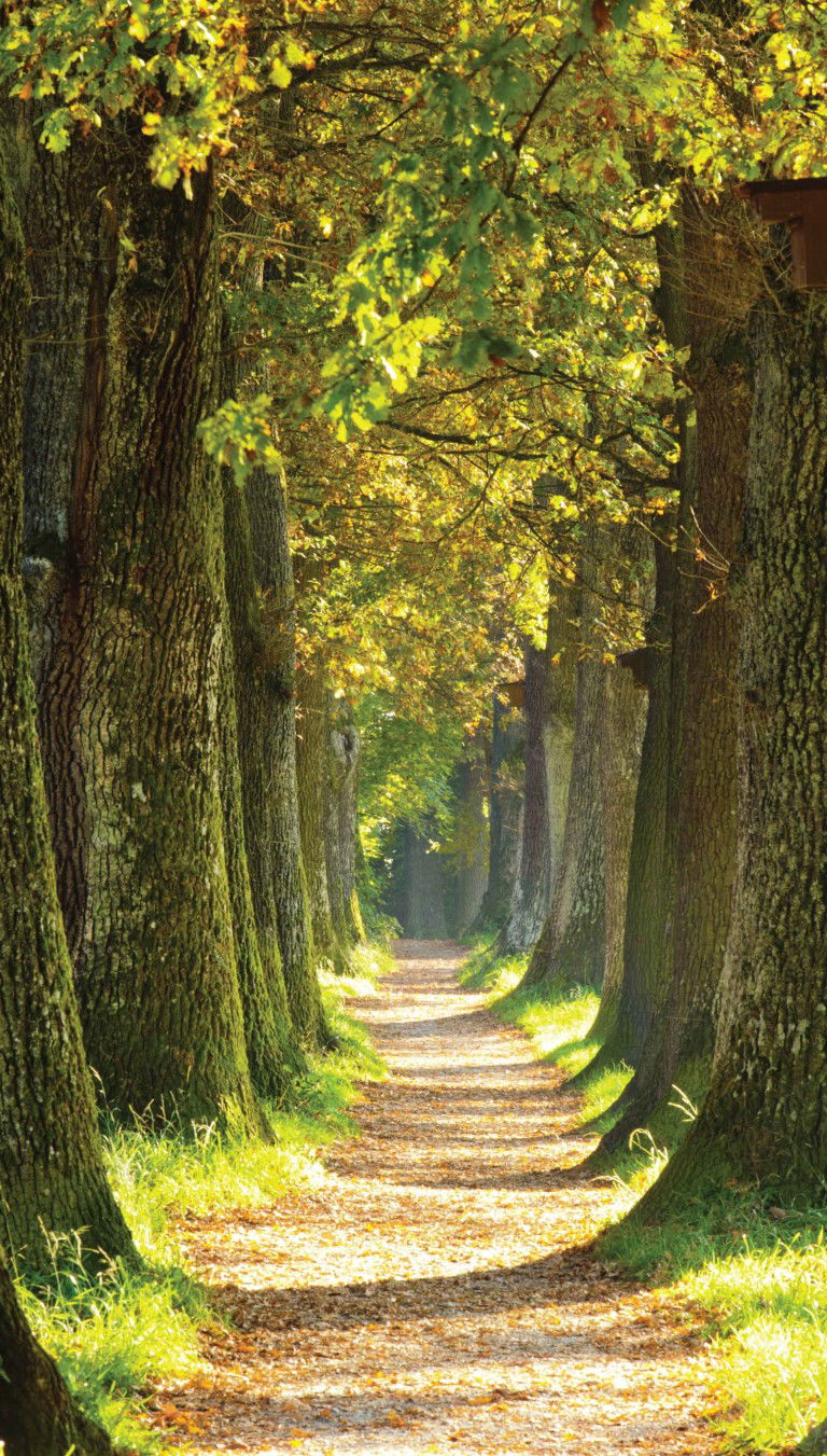 https://cdn.warentuin.nl/media/catalog/product/S/C/SCAN8720966701439_bospad_70x130cm_tuinschilderij_customize_it_4776.jpg