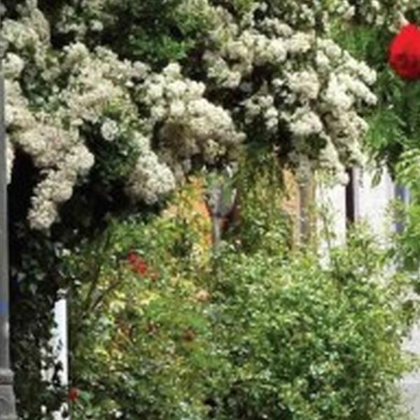 https://cdn.warentuin.nl/media/catalog/product/S/C/SCAN8720966701699_01_tuindoek_alley_roses_210x140cm_rood_customize_it_7469.jpg