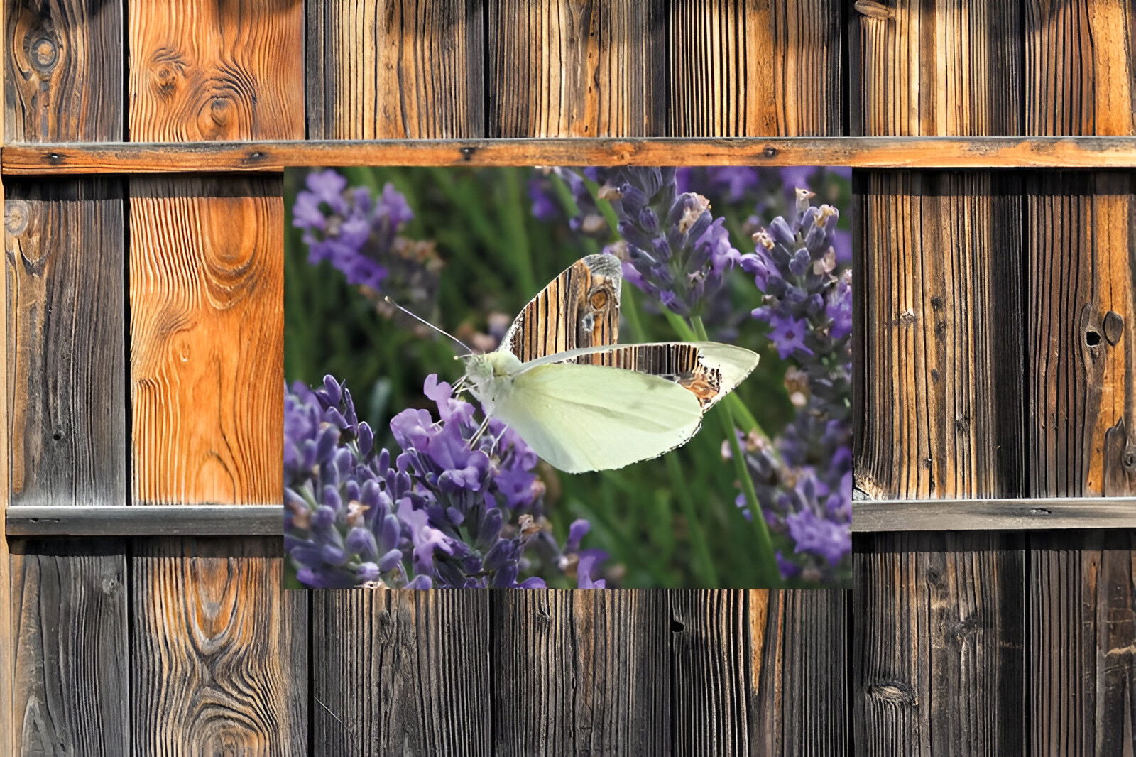 https://cdn.warentuin.nl/media/catalog/product/S/C/SCAN8720966701736_01_customize_it_tuinschilderijen_koolwitje_op_l_27f2.jpg