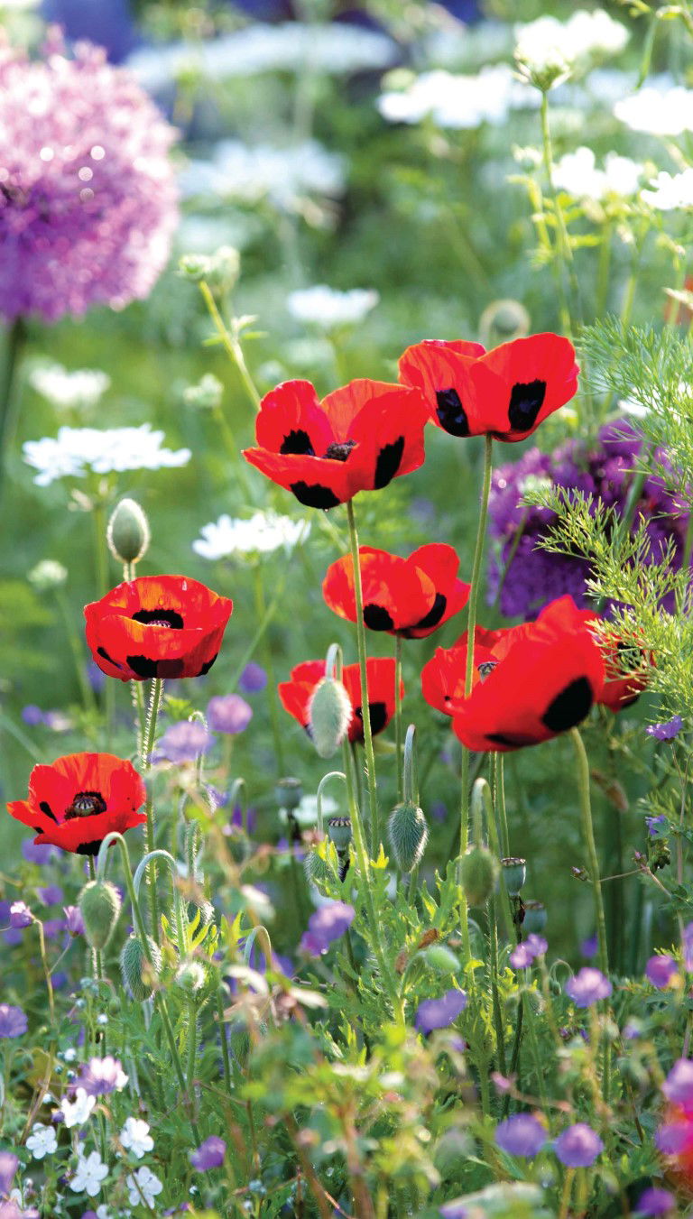 https://cdn.warentuin.nl/media/catalog/product/S/C/SCAN8720966701835_klaprozen_wild_70x130cm_tuinschilderij_customize_it_bc81.jpg