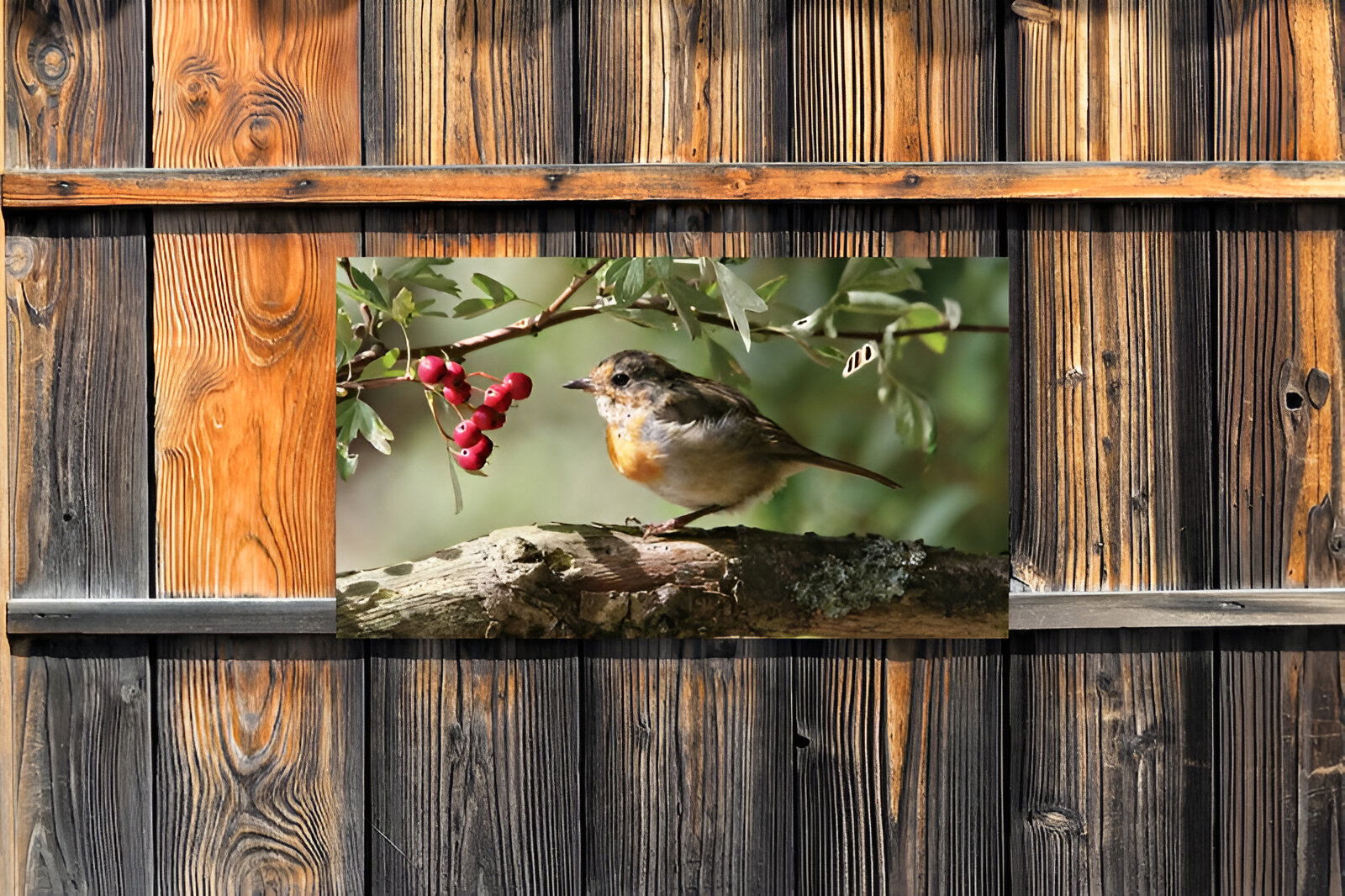 https://cdn.warentuin.nl/media/catalog/product/S/C/SCAN8720966701859_01_customize_it_tuinschilderijen_roodborst_bes__cb60.jpg