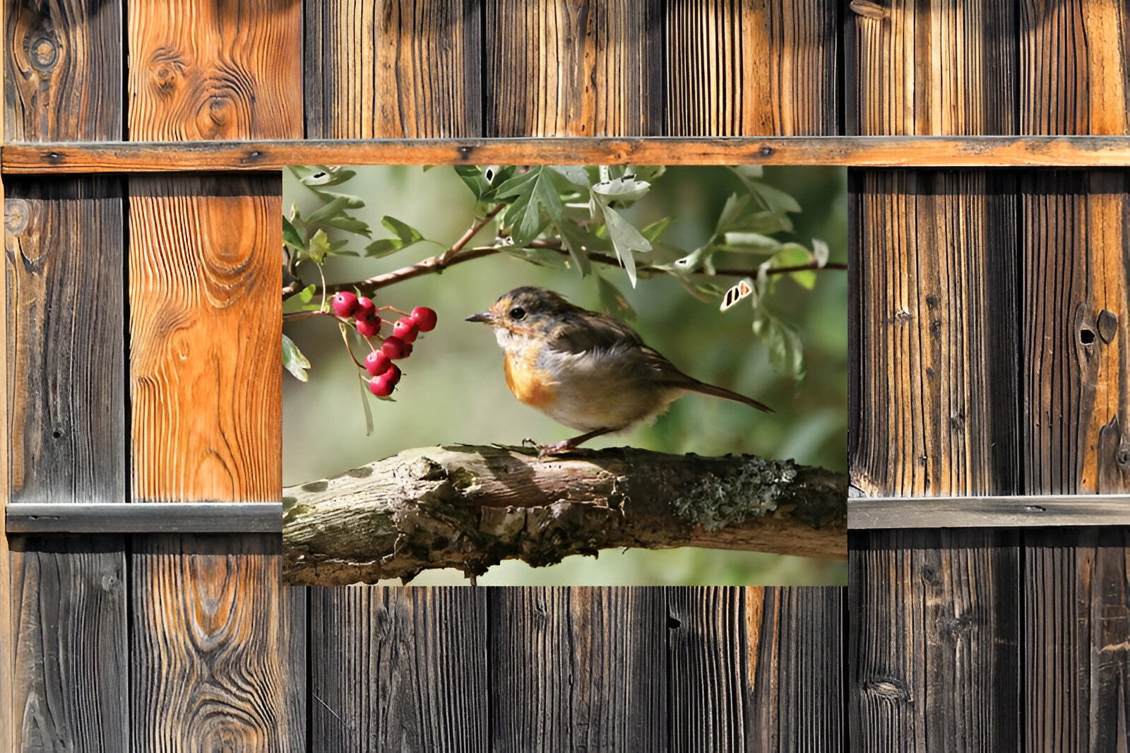 https://cdn.warentuin.nl/media/catalog/product/S/C/SCAN8720966701866_01_customize_it_tuinschilderijen_roodborst_bes__8947.jpg