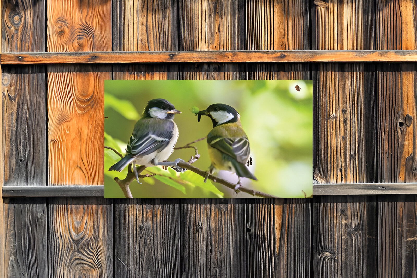 https://cdn.warentuin.nl/media/catalog/product/S/C/SCAN8720966701873_01_customize_it_tuinschilderijen_mezen_130x70cm_679f.jpg