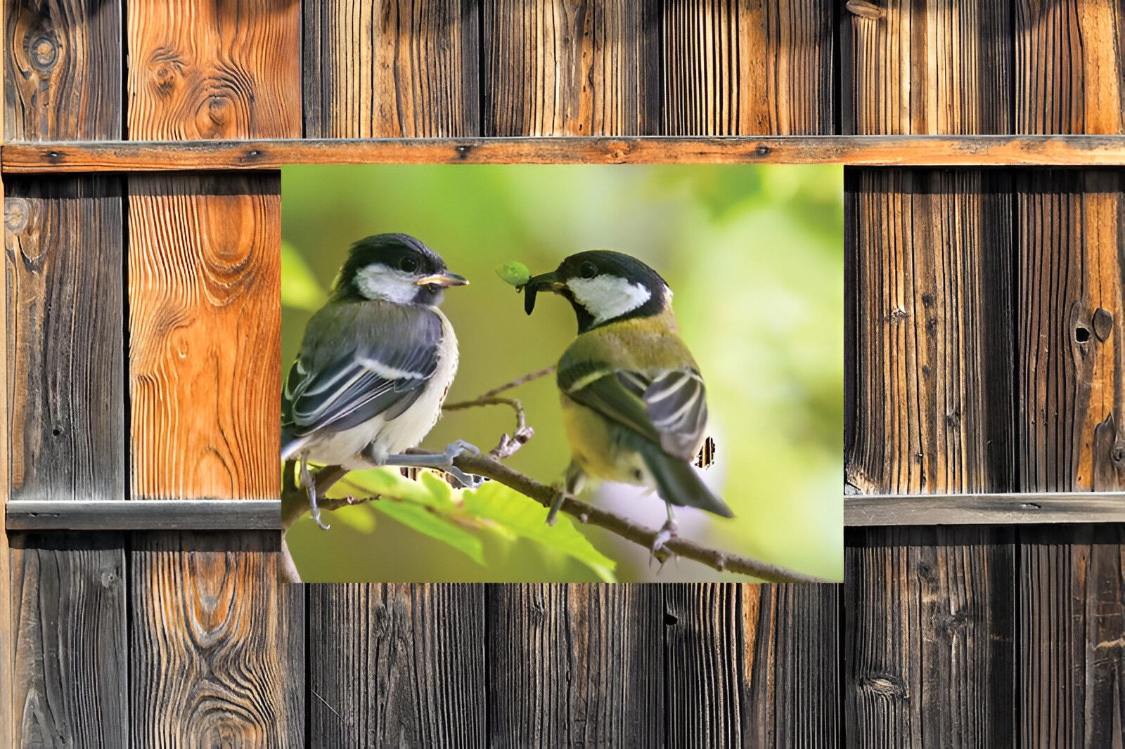 https://cdn.warentuin.nl/media/catalog/product/S/C/SCAN8720966701880_01_customize_it_tuinschilderijen_mezen_70x50cm__0cc2.jpg