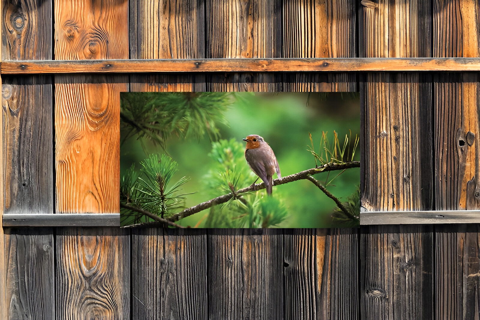 https://cdn.warentuin.nl/media/catalog/product/S/C/SCAN8720966701897_01_customize_it_tuinschilderijen_roodborst_tak__985a.jpg