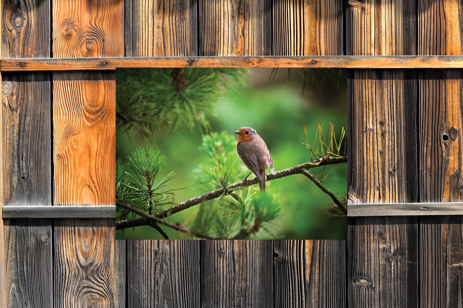 https://cdn.warentuin.nl/media/catalog/product/S/C/SCAN8720966701903_01_customize_it_tuinschilderijen_roodborst_tak__f396.jpg