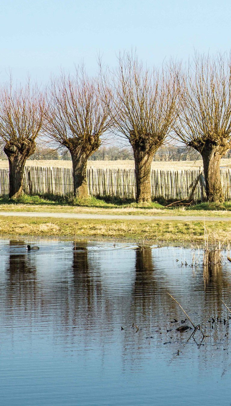 https://cdn.warentuin.nl/media/catalog/product/S/C/SCAN8720966702191_knotwilgen_70x130cm_tuinschilderij_customize_it_637f.jpg