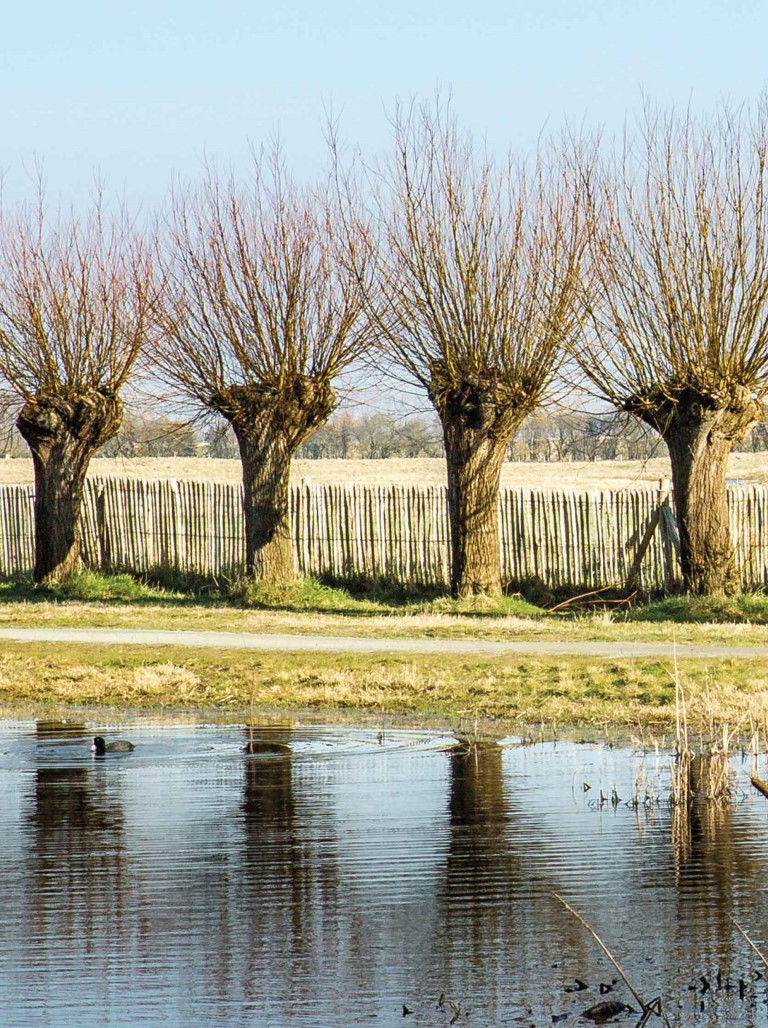 https://cdn.warentuin.nl/media/catalog/product/S/C/SCAN8720966702207_knotwilgen_50x70cm_tuinschilderij_customize_it_f2ae.jpg