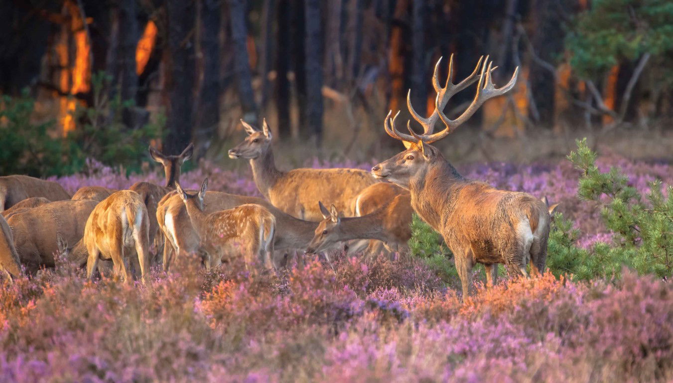 https://cdn.warentuin.nl/media/catalog/product/S/C/SCAN8720966702238_herten_in_heide_130x70cm_tuinschilderij_customize_it_25fb.jpg