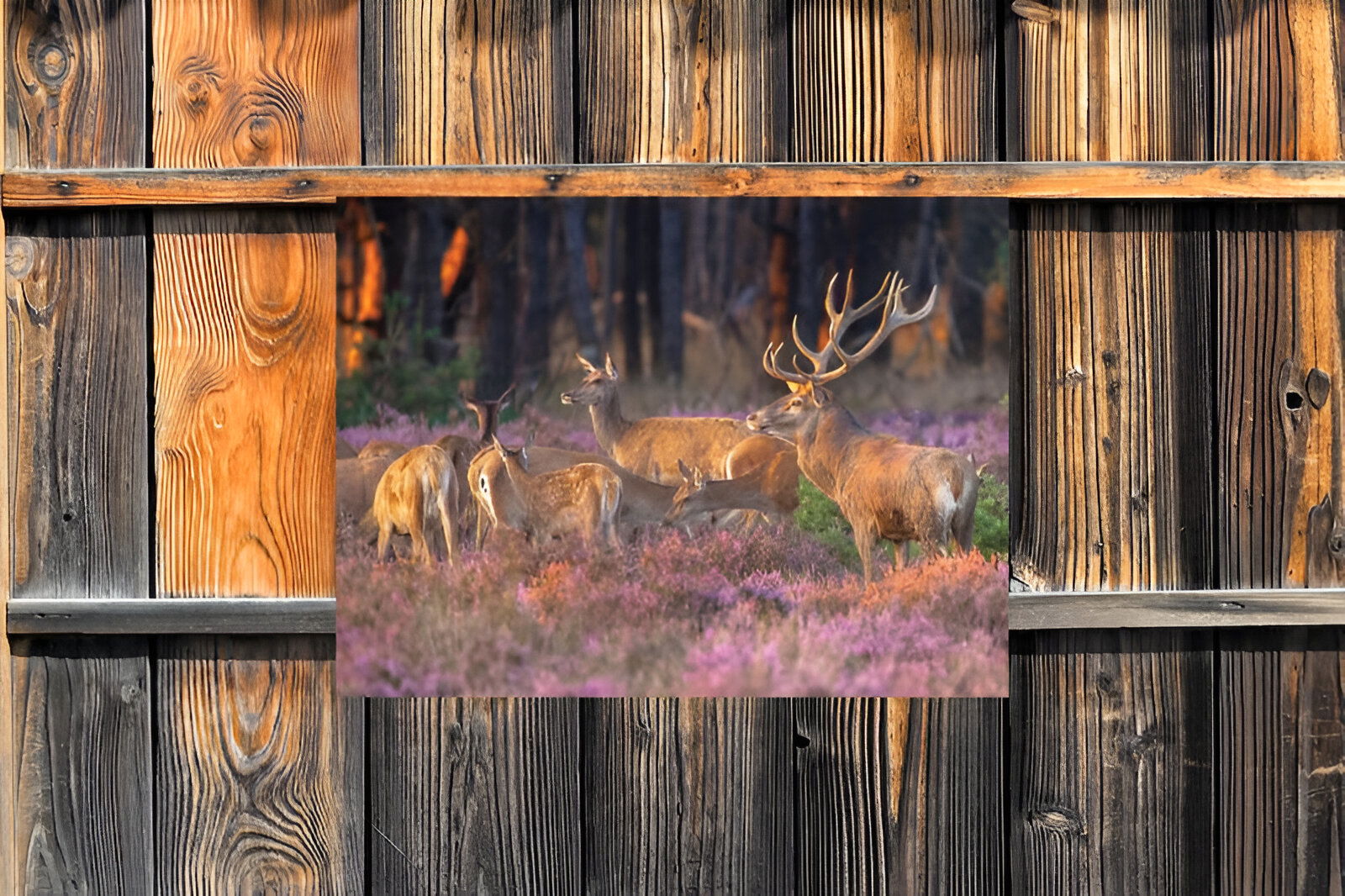 https://cdn.warentuin.nl/media/catalog/product/S/C/SCAN8720966702245_01_customize_it_tuinschilderijen_herten_in_heid_9202.jpg