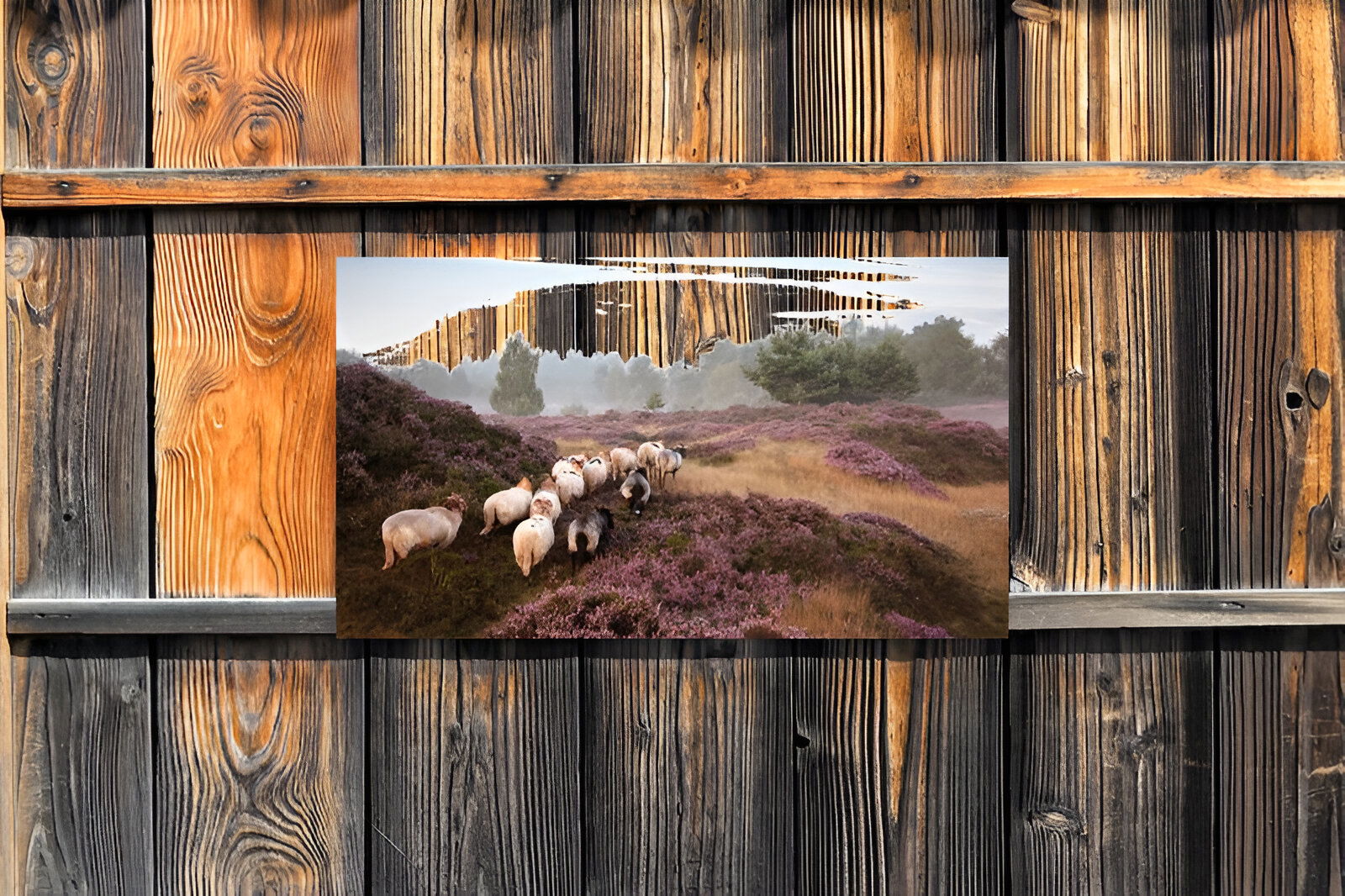 https://cdn.warentuin.nl/media/catalog/product/S/C/SCAN8720966702252_01_customize_it_tuinschilderijen_schapen_op_hei_006a.jpg