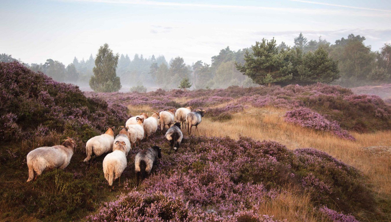 Schapen op heide 130x70cm Tuinschilderij Customize it