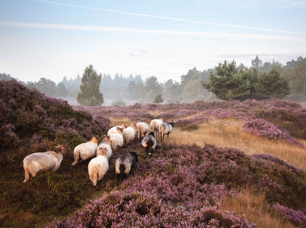 https://cdn.warentuin.nl/media/catalog/product/S/C/SCAN8720966702269_schapen_op_heide_70x50cm_tuinschilderij_customize_it_a72d.jpg