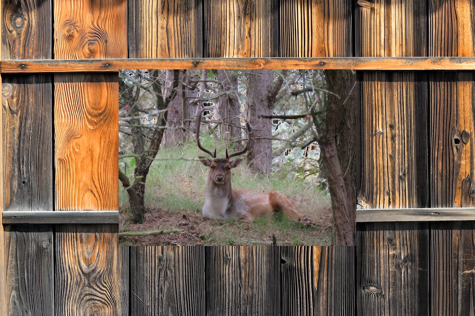 https://cdn.warentuin.nl/media/catalog/product/S/C/SCAN8720966702283_01_customize_it_tuinschilderijen_liggend_hert_i_c1df.jpg