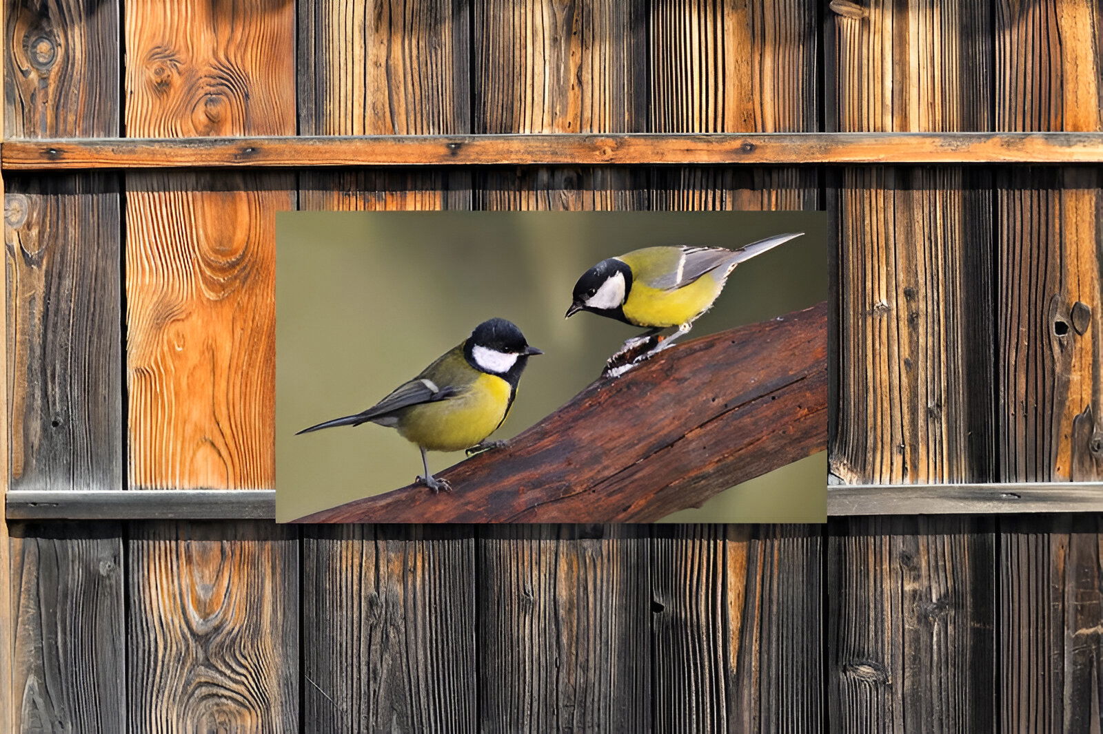 https://cdn.warentuin.nl/media/catalog/product/S/C/SCAN8720966702290_01_customize_it_tuinschilderijen_mezen_2_130x70_e969.jpg