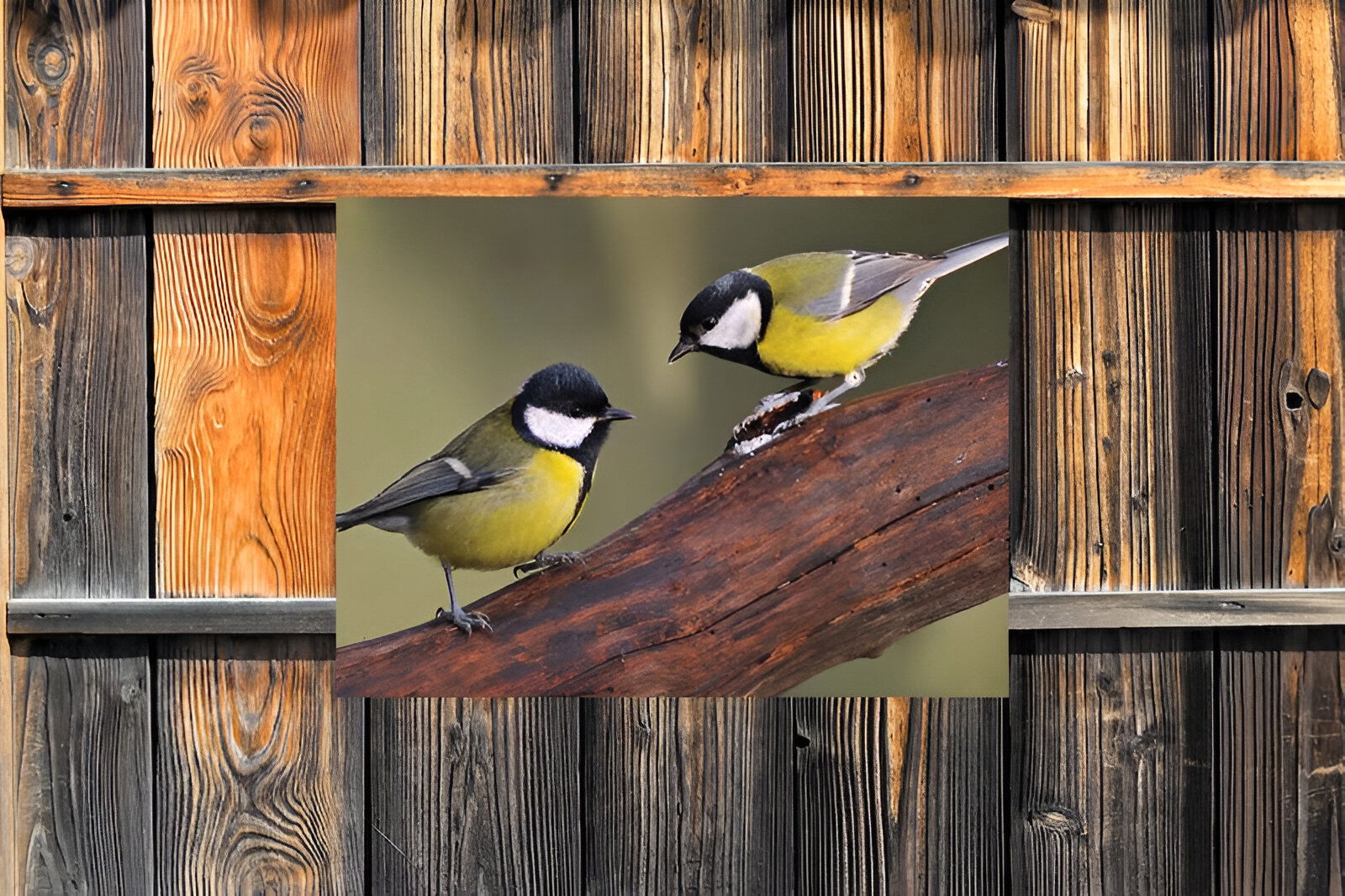 https://cdn.warentuin.nl/media/catalog/product/S/C/SCAN8720966702306_01_customize_it_tuinschilderijen_mezen_2_70x50c_3296.jpg