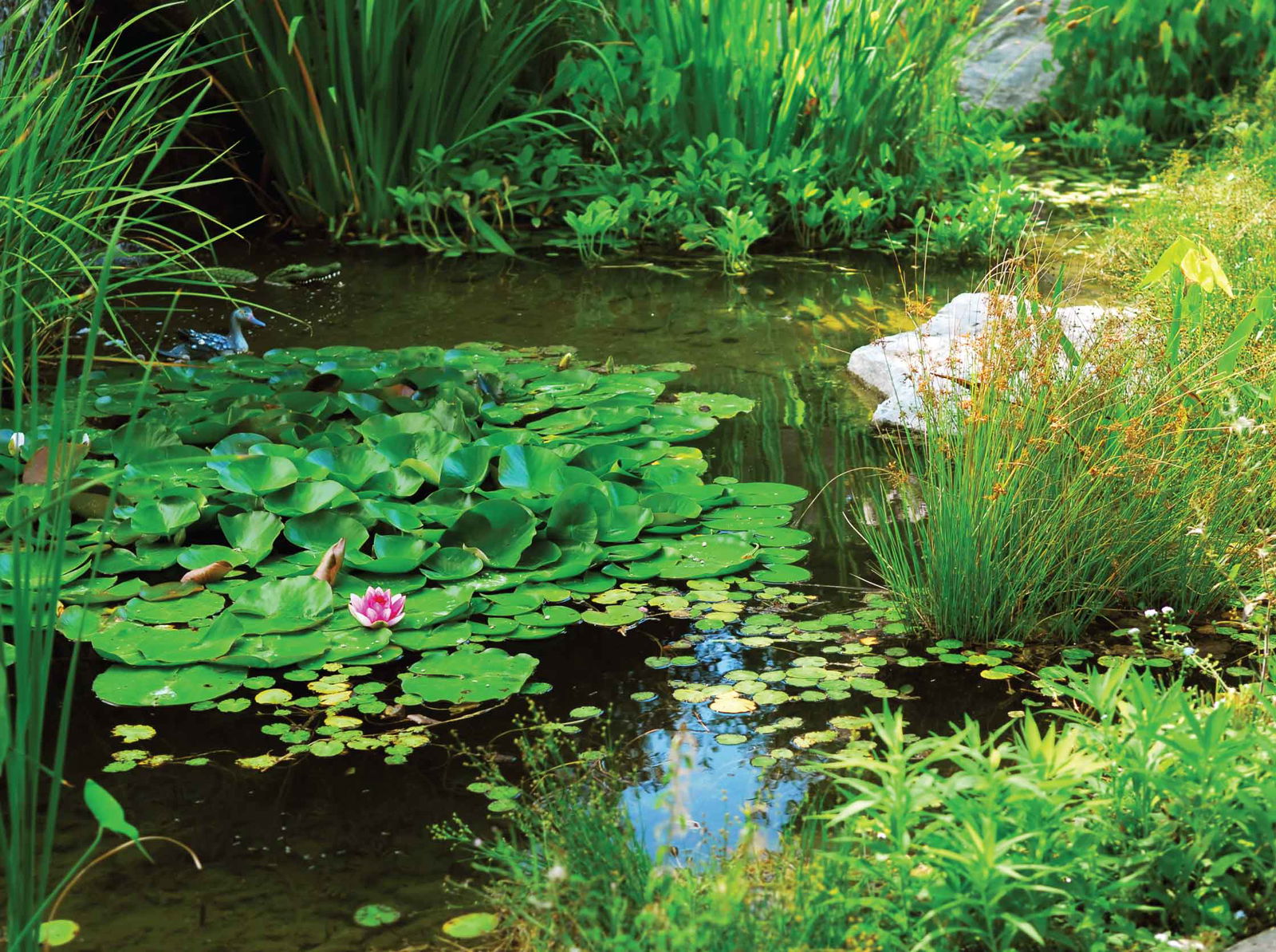 Customize it Tuinschilderij wilde vijver 70x50cm - 