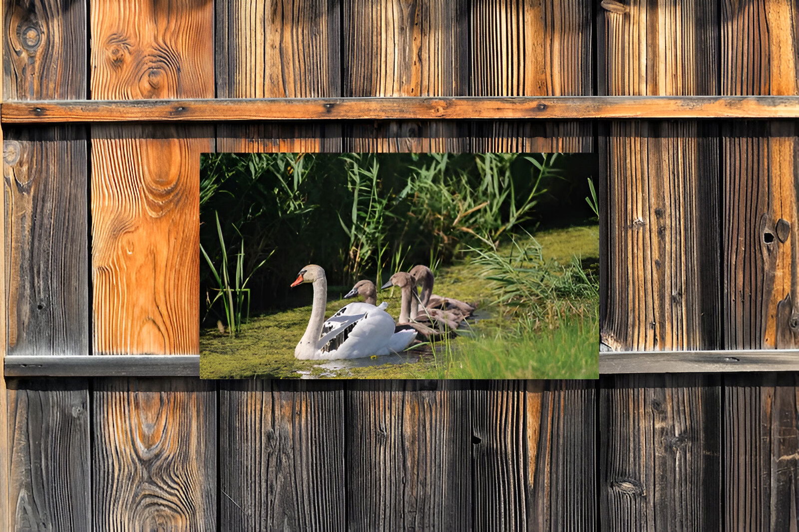 https://cdn.warentuin.nl/media/catalog/product/S/C/SCAN8720966702382_01_customize_it_tuinschilderijen_zwaantjes_130x_fa2b.jpg