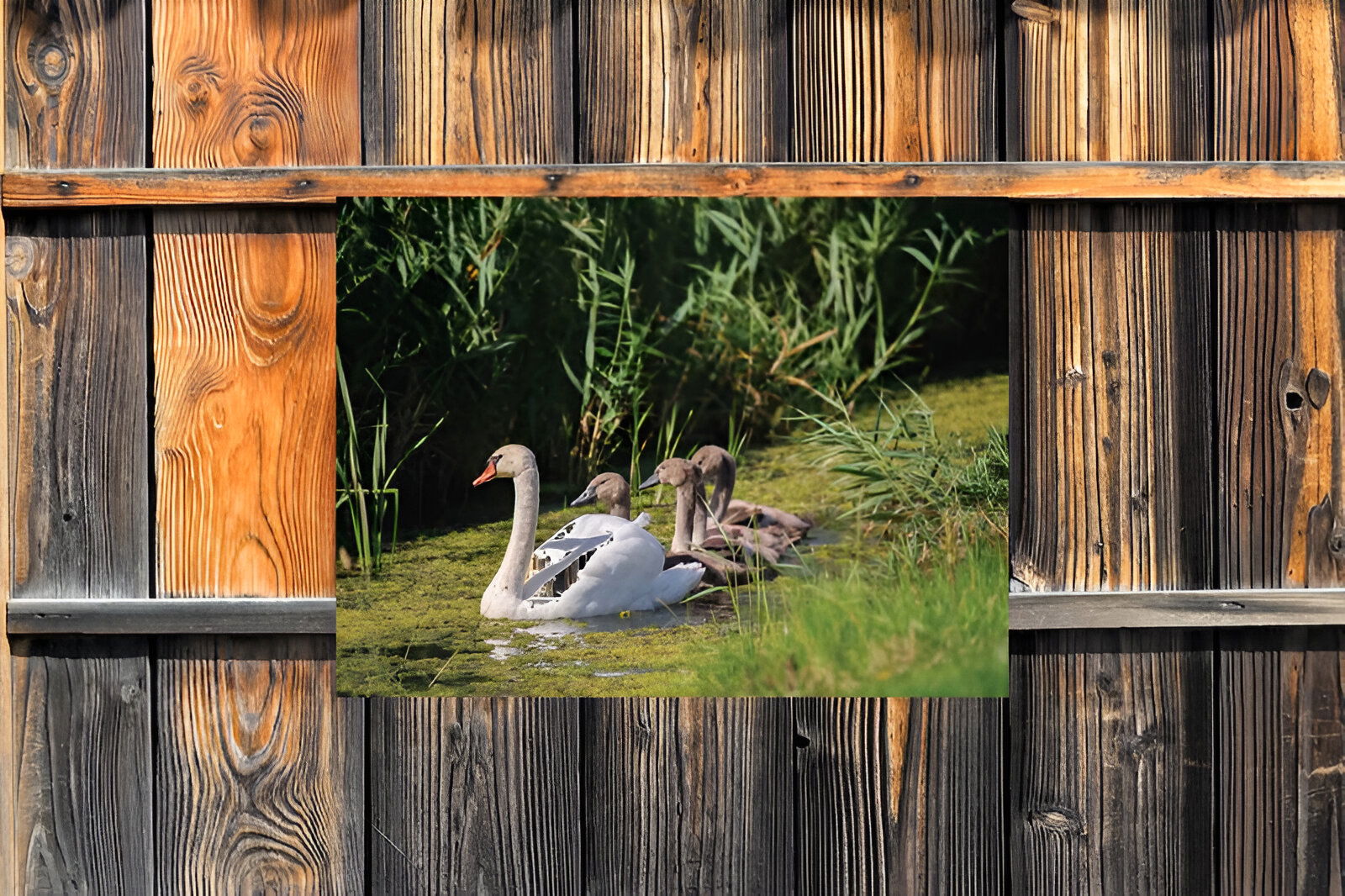 https://cdn.warentuin.nl/media/catalog/product/S/C/SCAN8720966702399_01_customize_it_tuinschilderijen_zwaantjes_70x5_20d2.jpg