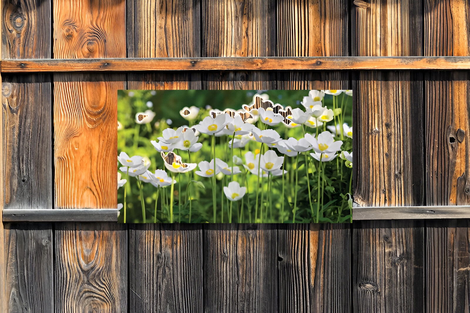 https://cdn.warentuin.nl/media/catalog/product/S/C/SCAN8720966702474_01_customize_it_tuinschilderijen_anemonen_veld__3ad9.jpg