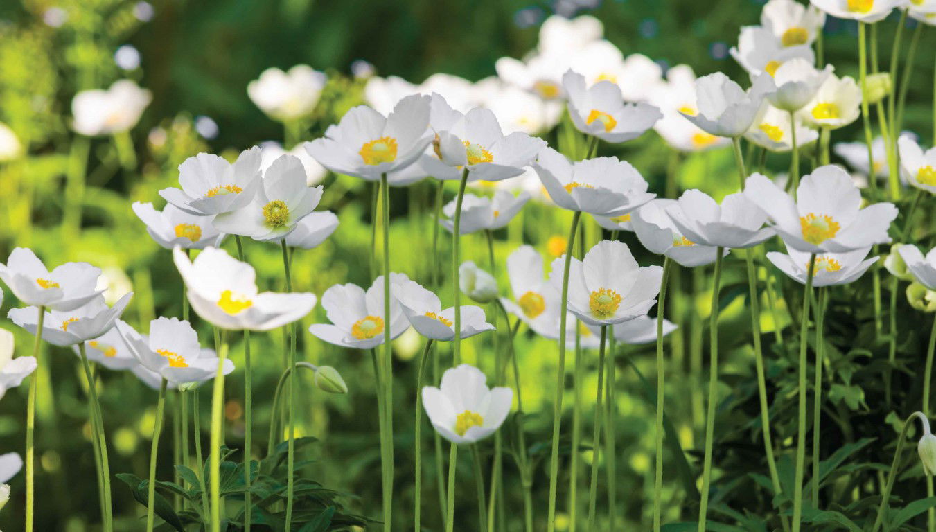 https://cdn.warentuin.nl/media/catalog/product/S/C/SCAN8720966702474_anemonen_veld_130x70cm_tuinschilderij_customize_it_af89.jpg