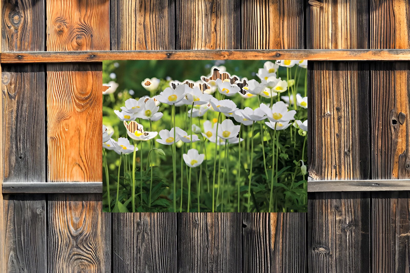 https://cdn.warentuin.nl/media/catalog/product/S/C/SCAN8720966702498_01_customize_it_tuinschilderijen_anemonen_veld__5fad.jpg