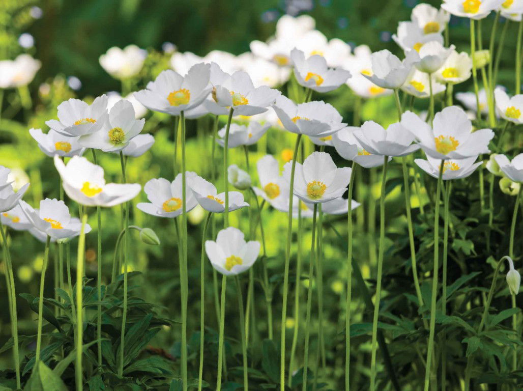 https://cdn.warentuin.nl/media/catalog/product/S/C/SCAN8720966702498_anemonen_veld_70x50cm_tuinschilderij_customize_it_8bff.jpg